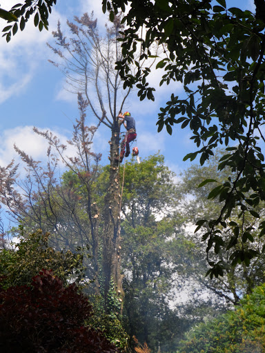 Plymouth Tree Services