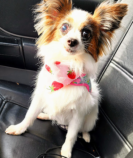 Pet Supply Store «PetSmart», reviews and photos, 1110 Hospitality Dr, Rock Hill, SC 29730, USA