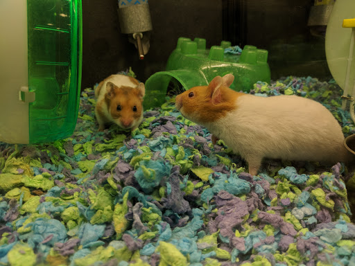 Pet Supply Store «PetSmart», reviews and photos, 1819 NE Pine Island Rd, Cape Coral, FL 33909, USA