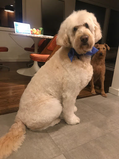 Dog Day Care Center «K9 Behavior UT, LLC», reviews and photos, 1458 Main St, Salt Lake City, UT 84115, USA