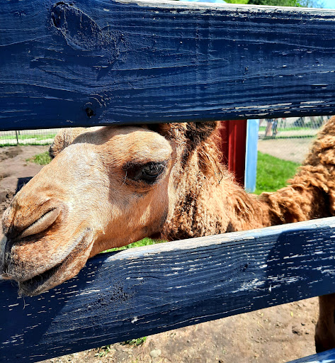 Zoo «Dutch Creek Farm Animal Park», reviews and photos, 6255 N 1000 W, Shipshewana, IN 46565, USA