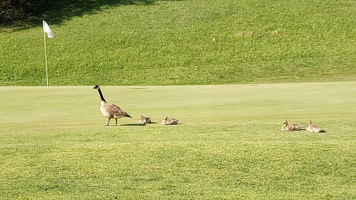 Golf Course «Spring Hills Golf Course», reviews and photos, 31 Smith Rd, Watsonville, CA 95076, USA