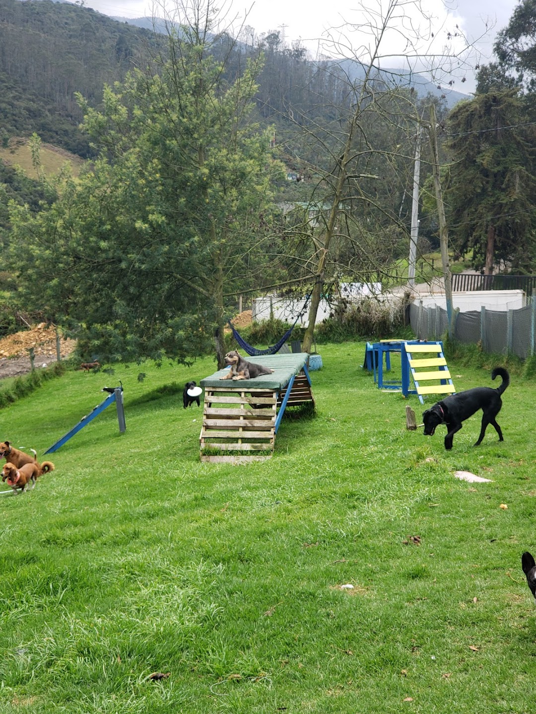 Field Target Colombia