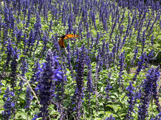 Museum «Nemours Estate», reviews and photos, 850 Alapocas Dr, Wilmington, DE 19803, USA