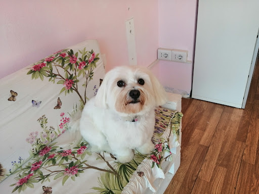 Pensioni per cani e dog hotel a Bau...Tiful Dog Style