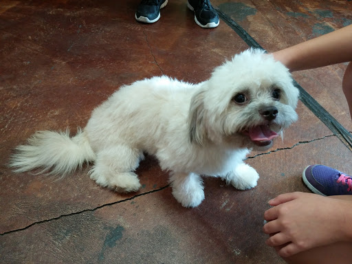 PetSmart image