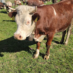 Photo n°1 de l'avis de Paolo.o fait le 10/09/2021 à 16:35 sur le  Agriturismo La Ciuenda Di Nicoletta Jari à Settimo Vittone