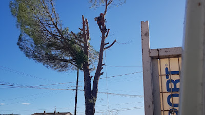 TRAVAUX FORESTIERS CEVENNES CLAIRS à Alès