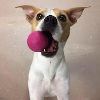 Klub Kanine And Barkley & Rover - Photo 4 - Car repair in Salem, VA, Roanoke