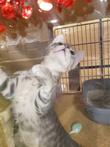 Pet Supply Store «PetSmart», reviews and photos, 428 Randall Rd, South Elgin, IL 60177, USA