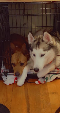 Your Pets Favorite Auntie - Photo 9 - Car repair in , Kansas City