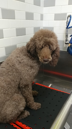 Pet Supply Store «Unleashed by Petco», reviews and photos, 8412 Georgia Ave, Silver Spring, MD 20910, USA