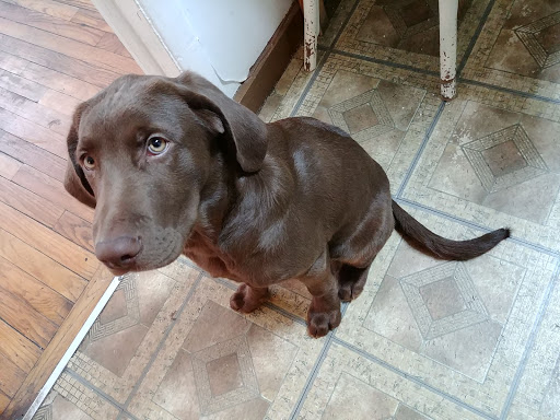 Pet Supply Store «Petco Animal Supplies», reviews and photos, 10 Waterfront Pl, Port Chester, NY 10573, USA