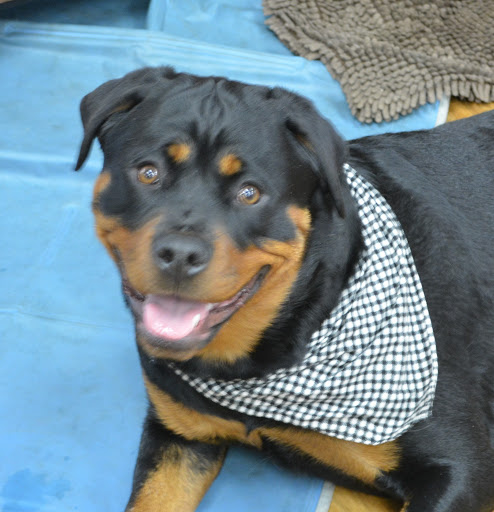 Pet Supply Store «The Natural Pet Enrichment Center», reviews and photos, 6720 Royalton Rd, North Royalton, OH 44133, USA