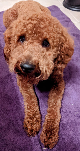 Pet Supply Store «PetSmart», reviews and photos, 3865 NY-31, Liverpool, NY 13090, USA