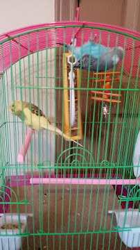 Laredo Exotic Birds - Photo 9 - Car repair in Laredo, TX, Laredo