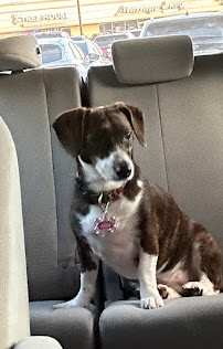 PetSuites Westheimer - Photo 3 - Car repair in Houston, TX, Sugar Land