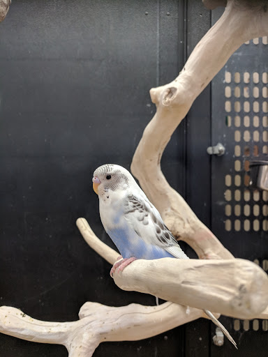 Pet Supply Store «PetSmart», reviews and photos, 19075 Interstate 45 S, Shenandoah, TX 77385, USA