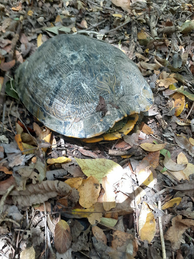 Park «Forney Community Park», reviews and photos, 241 S Farm to Market 548, Forney, TX 75126, USA