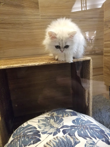 Pet Store «Pet Fair», reviews and photos, 1201 Lake Woodlands Dr, Spring, TX 77380, USA