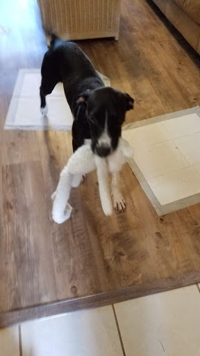 Pet Supply Store «Pet Supermarket», reviews and photos, 5000 Clyde Morris Blvd, Port Orange, FL 32127, USA