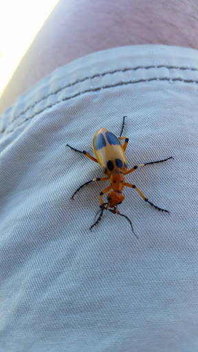 Park «Burning Mesquite Park», reviews and photos, 12547 Cevallia Ave, El Paso, TX 79928, USA