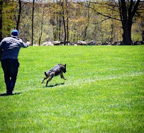 1 Stop 4 Paws - Photo 7 - Car repair in Prospect, CT, Waterbury