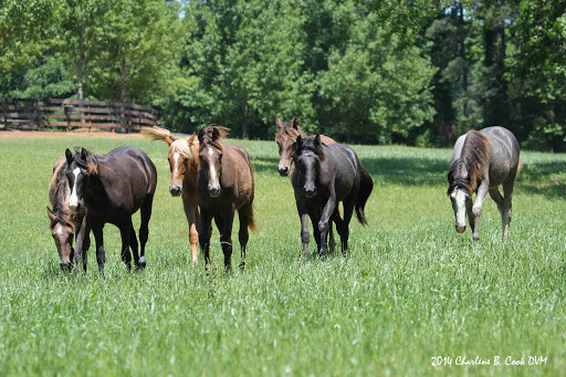 Central Georgia Equine Services image