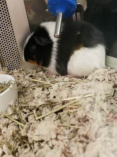 Pet Supply Store «Petco Animal Supplies», reviews and photos, 187 Stonebrook Pl, Jackson, TN 38305, USA