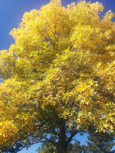 Golf Course «Kennedy Golf Course», reviews and photos, 10500 E Hampden Ave, Denver, CO 80014, USA