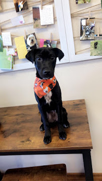 A Rustic Retreat Pet Lodge - Photo 9 - Car repair in Republic, MO, Springfield