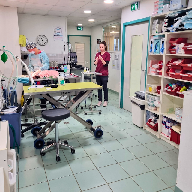 Veterinary clinic Mansart