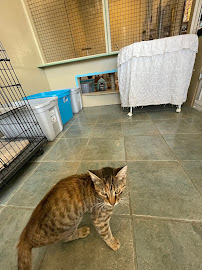 SpayMart Thrift Store and Adoption Center - Photo 4 - Car repair in Metairie, LA, Metairie
