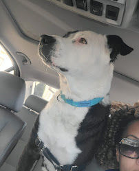 THE PET WASH - Photo 8 - Car repair in El Segundo, CA, Inglewood