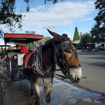 New Orleans Top Tours by null