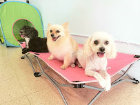 Torrance Dog Spa & Grooming - Photo 6 - Car repair in Torrance, CA, Long Beach
