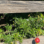 Photo n°10 de l'avis de LauraLee.e fait le 19/10/2021 à 18:03 sur le  Casa la Vigna à Puntalazzo