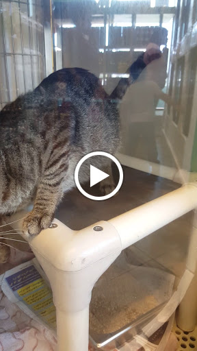 Pet Adoption Service «Found Animals Adopt & Shop», reviews and photos, 353 Lakewood Center Mall, Lakewood, CA 90712, USA