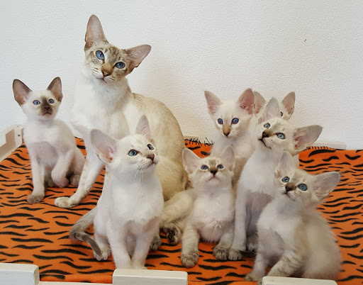 Dutch Queens Cattery Gouda | Kattenfokker | Balinees |