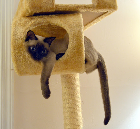 Hunt Valley Animal Hospital