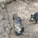 Photo n°10 de l'avis de Marco.o fait le 27/12/2023 à 15:44 sur le  Cucina Tipica da Eva e Zio Pippo Marino-Marinello à Noto