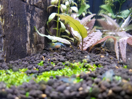 Pet Supply Store «Arcata Pet», reviews and photos, 600 F St #6, Arcata, CA 95521, USA