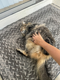 Meowtel - Photo 8 - Car repair in , San Francisco