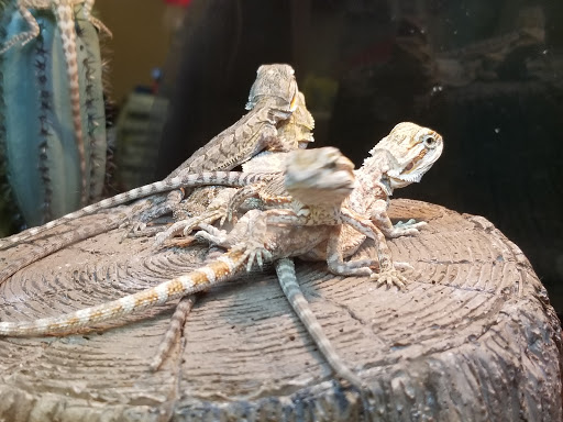 Pet Supply Store «PetSmart», reviews and photos, 2201 Gallatin Pike N, Madison, TN 37115, USA