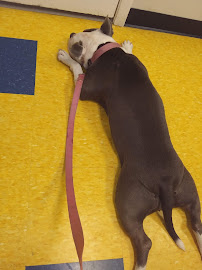 Campeche Cove All Animal Hospital - Photo 7 - Car repair in Galveston, TX, Galveston