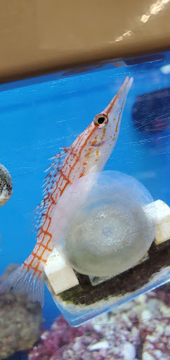 Pet Supply Store «Pet Supplies Plus», reviews and photos, 7041 Barker Cypress Rd, Cypress, TX 77433, USA