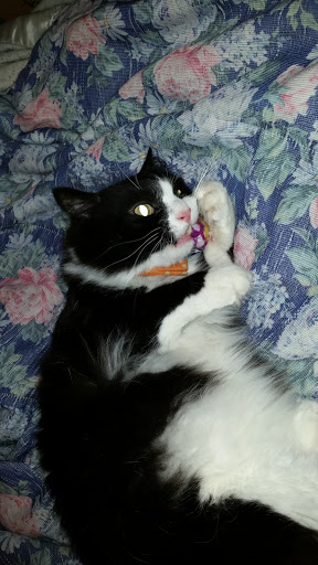 Pet Supply Store «Mad Cat Pet Supplies», reviews and photos, 7820 Mineral Point Rd, Madison, WI 53717, USA