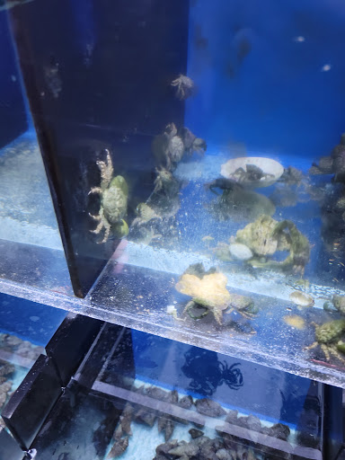 Tropical Fish Store «Fintastic Aquariums of Wake County Inc», reviews and photos, 303 E Durham Rd, Cary, NC 27513, USA