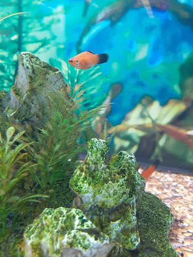 Pet Supply Store «Petco Animal Supplies», reviews and photos, 2765 Papermill Rd G-1, Reading, PA 19610, USA