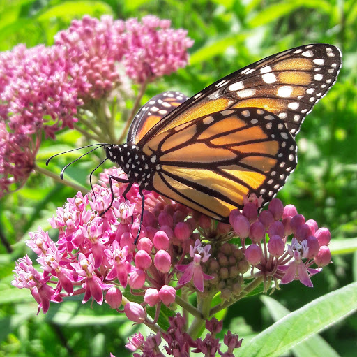 Nature Preserve «Lincoln Marsh», reviews and photos, Harrison Ave & Pierce Ave, Wheaton, IL 60187, USA